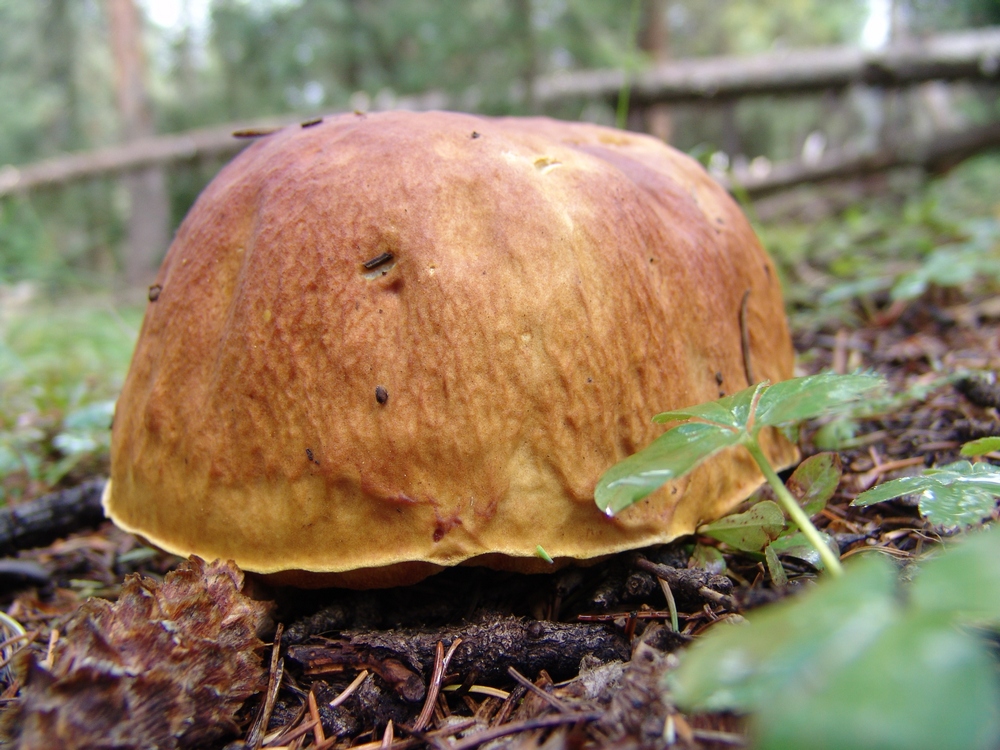 King Bolete